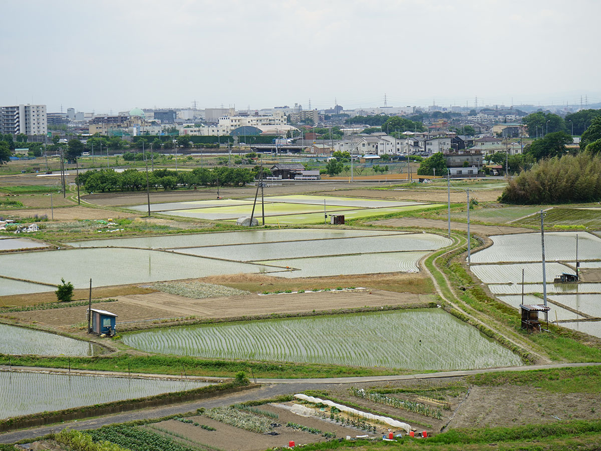 川越脇田町の田んぼ