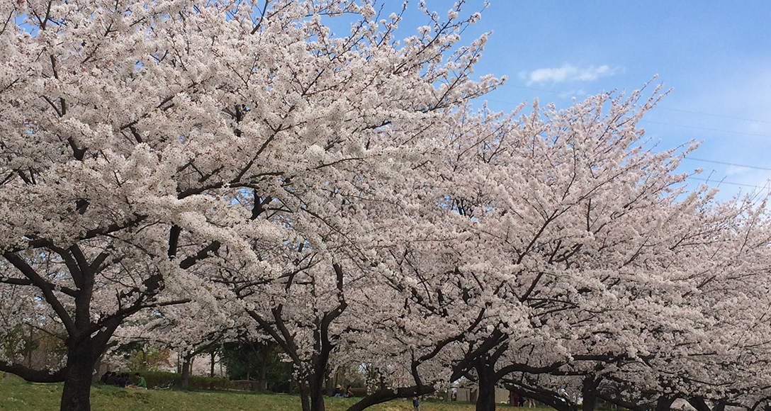 川越水上公園_桜並木